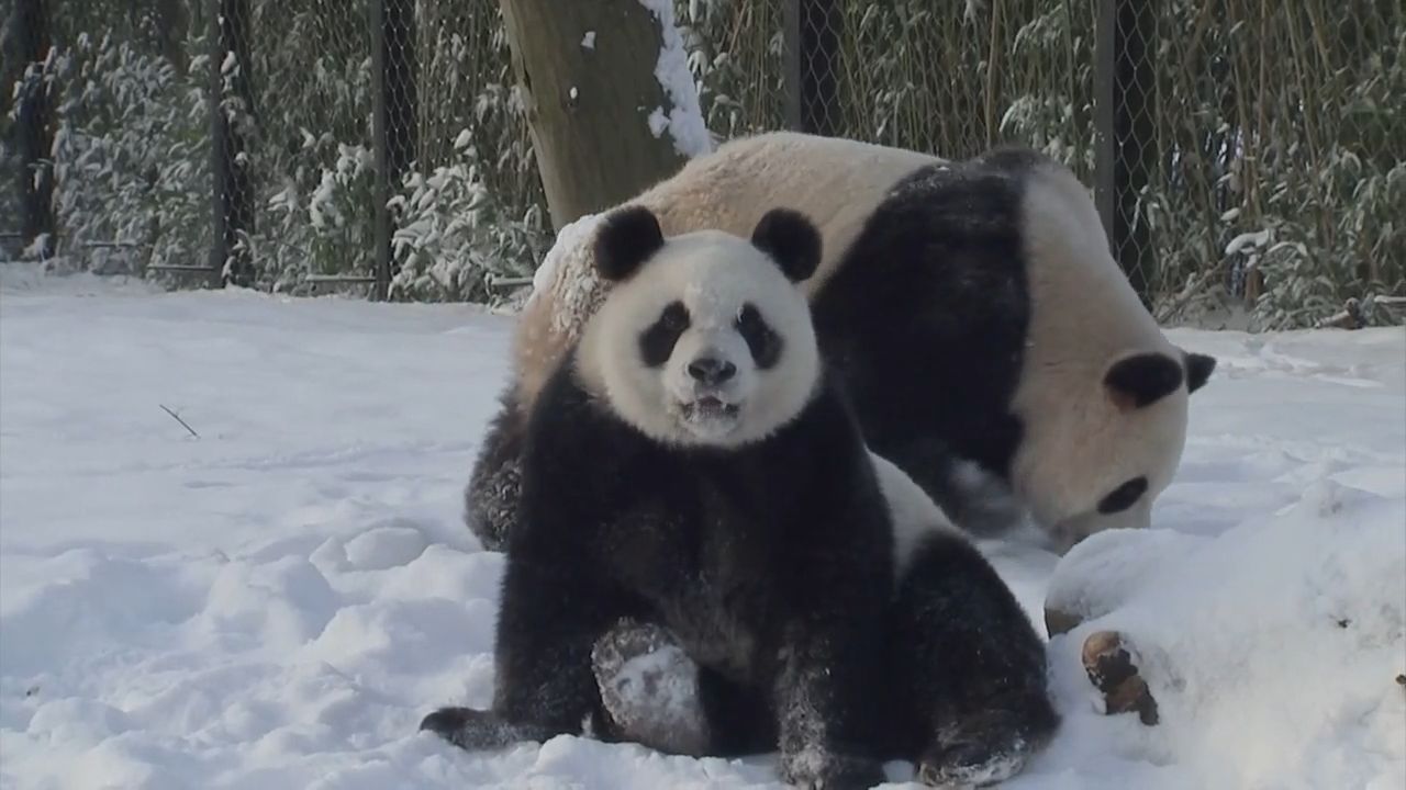 Pandák játszanak a friss hóban a belgiumi Brugelette állatkertjében (kép forrása: MTVA)