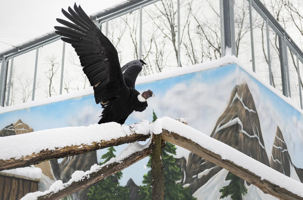 Havazás Nyíregyházán