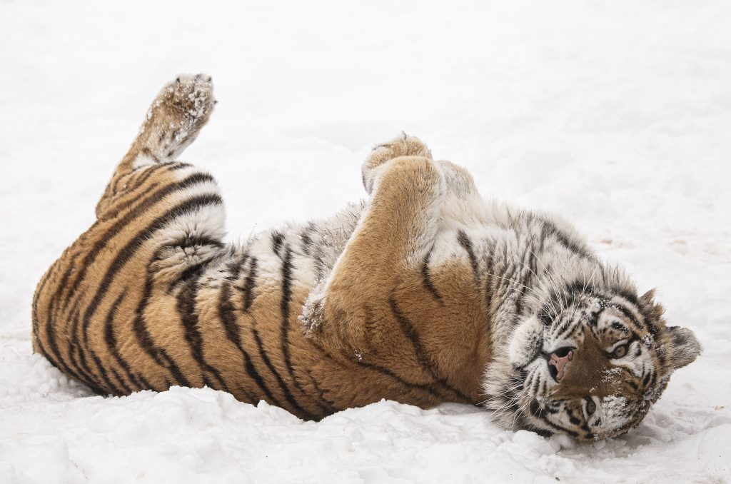 Havazás Nyíregyházán