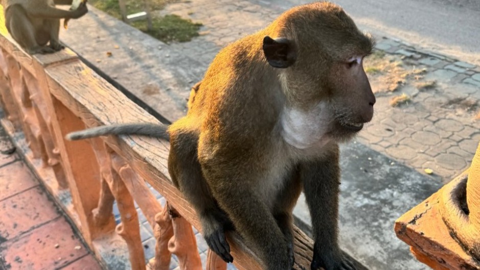 Váratlan akadály: majomtámadás hátráltatta a Hormuzi-szoros aknamentesítésére küldött amerikai katonát